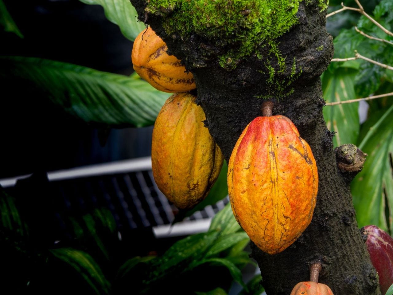 Mazorcas de cacao en el tronco de un árbol